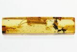 Detailed Fossil House Centipede (Scutigeridae) In Baltic Amber #296868-2